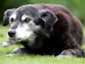 article-1021224-0158906000000578-292_468x286