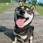 犬の種類による人気ランキング～大型～日本ね（笑）